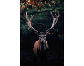 Obraz na platne Jeleň lese, 78x118 cm%