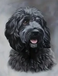 Norimpex Diamantové maľovanie Čierny Cockapoo