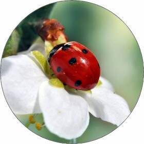 Jedlý papier beruška na bielom kvetе 19,5 cm - Pictu Hap - Pictu Hap