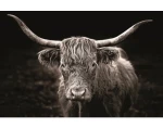 Obraz na plátne Škótska krava, 118x78 cm%