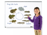 Learning Resources Learning Resources Magnetický životný cyklus - Žaba