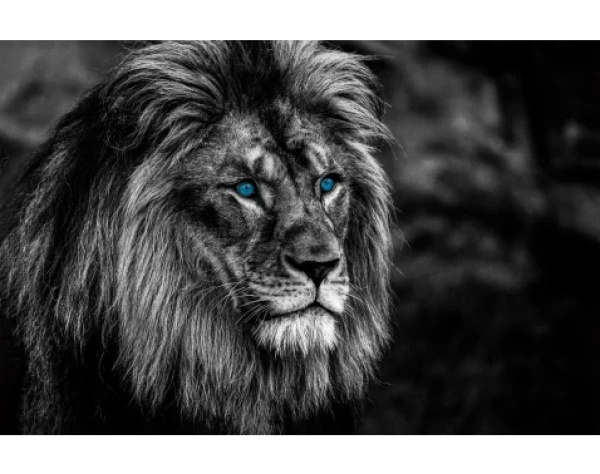 Obraz na plátne Lev s modrými očami, 118x78 cm%