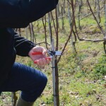 Záhradnícke nožnice FELCO 17 pre ľavú ruku s otočnou rukoväťou