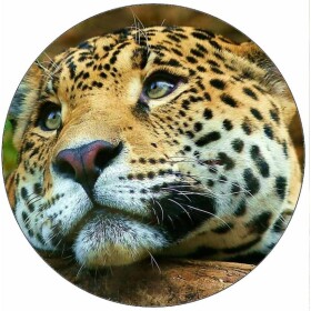 Jedlý papier Jaguár 19,5 cm - Pictu Hap - Pictu Hap