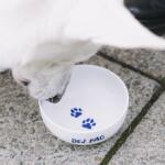 Bella Rose Porcelánová miska Dej pac 450 ml