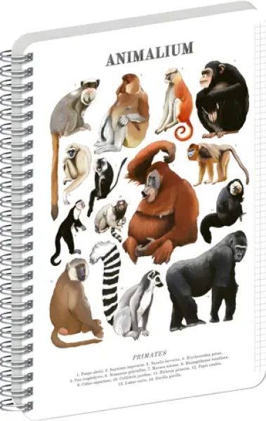 NOTIQUE Animalium - Primáty / Špirálový blok / A5 / štvorčekový