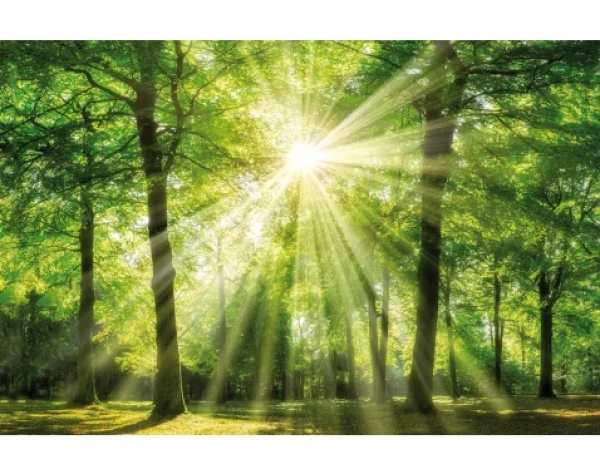 Obraz na stenu Zelený les, 118x78 cm%