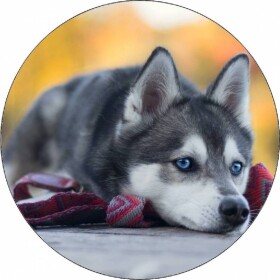 Jedlý papier šteniatko husky ležiace na zemi 19,5 cm - Pictu Hap - Pictu Hap