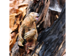 Safari Ltd. Safari Ltd. Figúrka - Megatherium