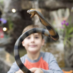 Safari Ltd. Safari Ltd. Kobra