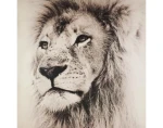 Obraz na plátne Leví pohľad, 80x80 cm%
