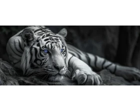 Panoramatický obraz na plátne Čiernobiely tiger s modrými očami, 140x60 cm%