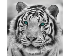 Obraz na stenu Tiger, čiernobiely, 35x35 cm%