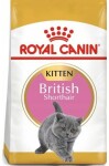 Royal Cat British Shorthair Kitten