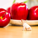 Safari Ltd. Safari Ltd. Sele