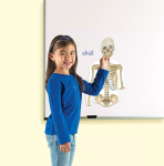 Learning Resources Learning Resources Obojstranné magnetické ľudské telo