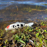 Safari Ltd. Safari Ltd. Figúrka - Koi kapor