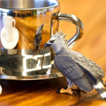 Safari Ltd. Safari Ltd. Harpyja pralesná