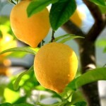 Alteya Organics Citrónový olej