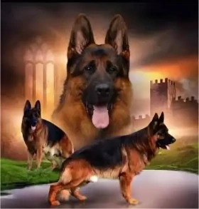 Norimpex Diamantové maľovanie Svorka nemeckých ovčiakov