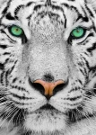 ENJOY Puzzle Biely sibírsky tiger