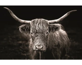 Obraz na plátne Škótska krava, 118x78 cm%