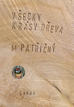 Všecky krásy dřeva, Patřičný Martin