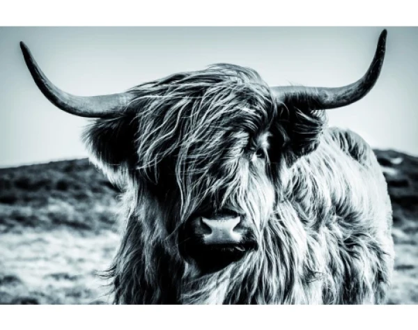 Obraz na plátne Škótska krava 90x60 cm, čiernobiela%