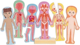 Hape Magnetické puzzle - Ľudské telo