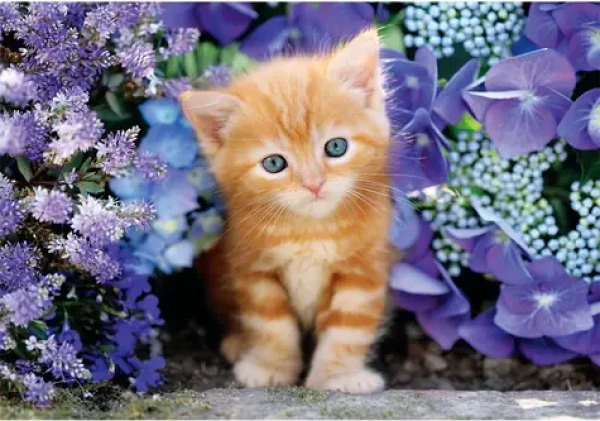 Clementoni 35585 Puzzle Ryšavé mačiatko 500 dielikov