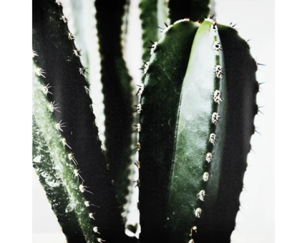 Obraz na plátne Kaktus zblízka, 50x50 cm%