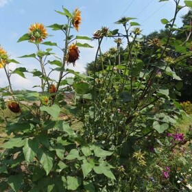 Agrostis Trávníky VILÍK včelia pastvina medonosná zmes osív 200 g