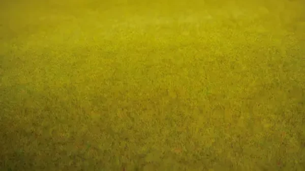 NOCH Trávny koberec Letná lúka
