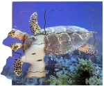 Just Jigsaws 605 Korytnačka a jej životný cyklus - drevené vrstvené puzzle