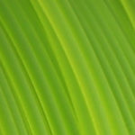 PCTG filament svetlo zelený transparentný 1,75 mm Fiberlogy 750 g