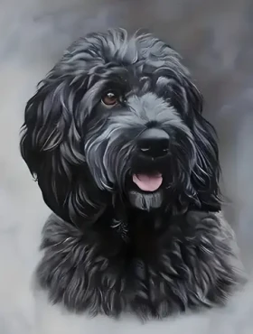 Norimpex Diamantové maľovanie Čierny Cockapoo