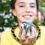 Safari Ltd. Safari Ltd. Kotul