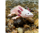 Safari Ltd. Safari Ltd. Figúrka - Axolotl