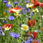 Agrostis Trávníky KRÁSKA kvetnatá lúčna zmes osív 50 g