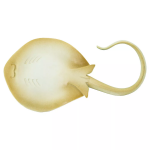 Safari Ltd. Safari Ltd. Raja modroskvrnná