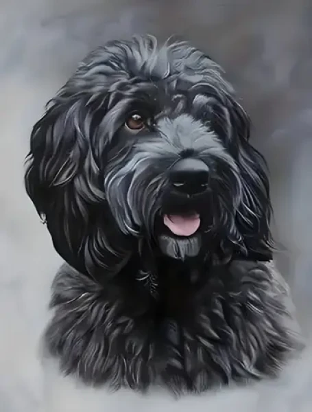 Norimpex Diamantové maľovanie Čierny Cockapoo