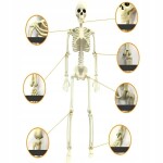 Verk Ľudská kostra skelet 40 cm halloween dekorácie