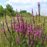 Agrostis Trávníky RAKOVEC kvetnatá lúka do vlhka zmes osív 200 g