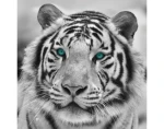 Obraz na stenu Tiger, čiernobiely, 35x35 cm%