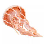 Safari Ltd. Safari Ltd. Figúrka - Medúza