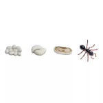 Safari Ltd. Safari Ltd. Životný cyklus - Mravec