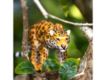 Safari Ltd. Safari Ltd. Jaguar