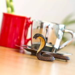 Safari Ltd. Safari Ltd. Kobra