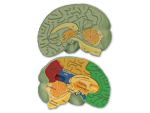 Learning Resources Learning Resources Anatomický model mozgu