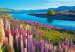 Castorland 53896 Jazero Tekapo, Nový Zéland